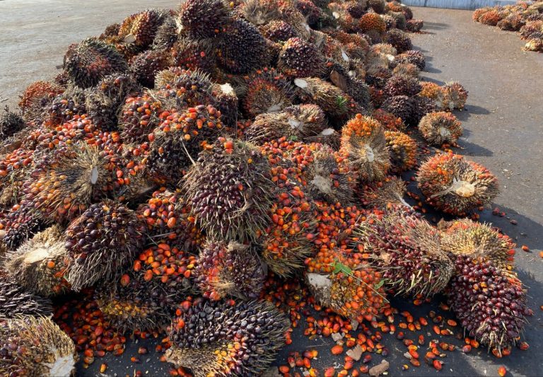 Palm Oil 03.13.05 (2)